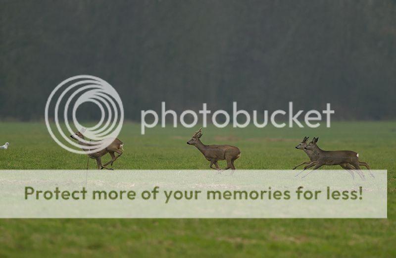 Fotografie