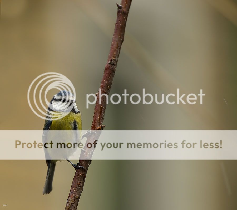 Fotografie