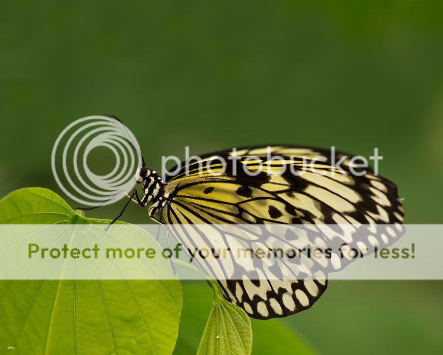 Fotografie