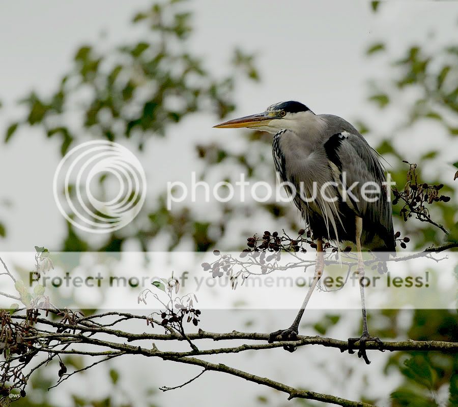 Fotografie