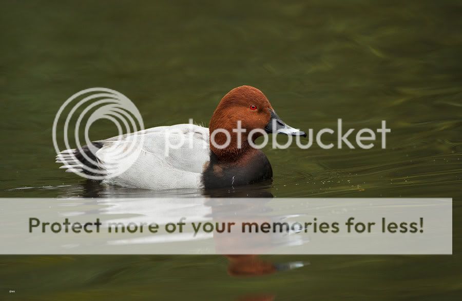 Fotografie