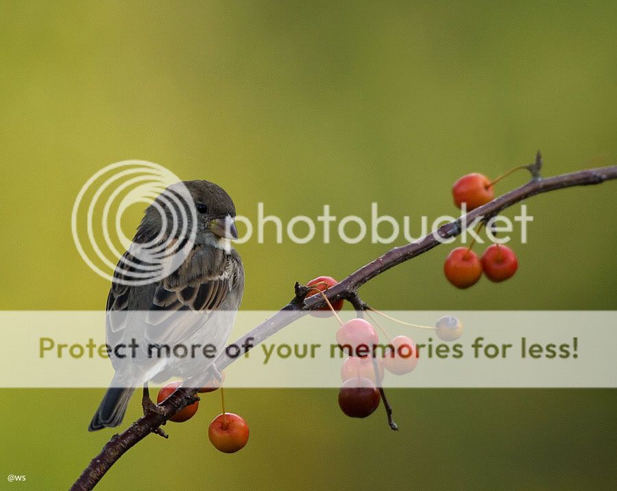 Fotografie