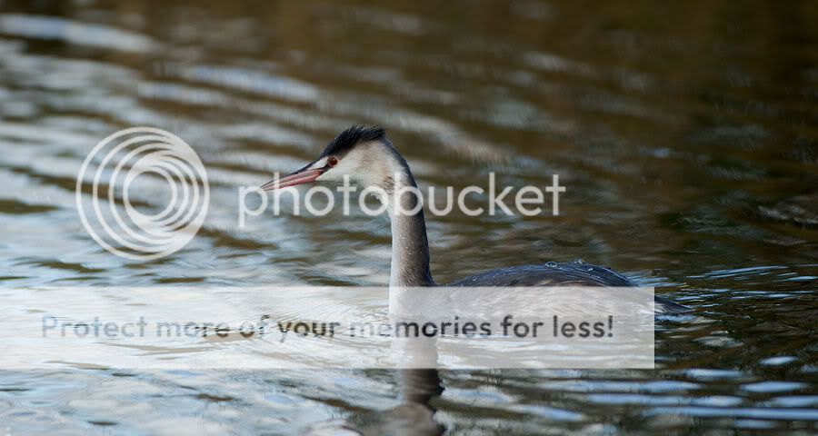 Fotografie