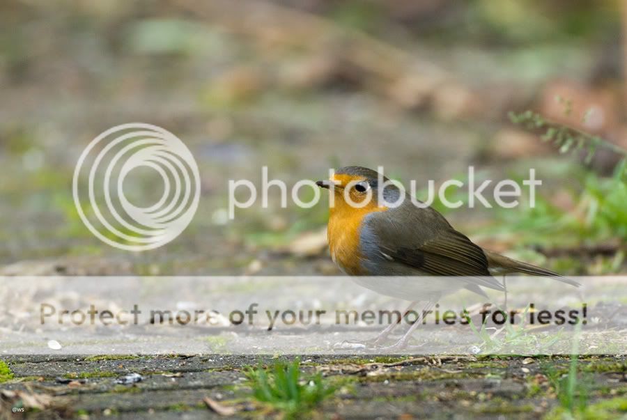 Fotografie