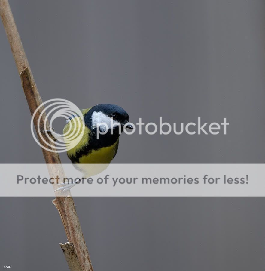 Fotografie