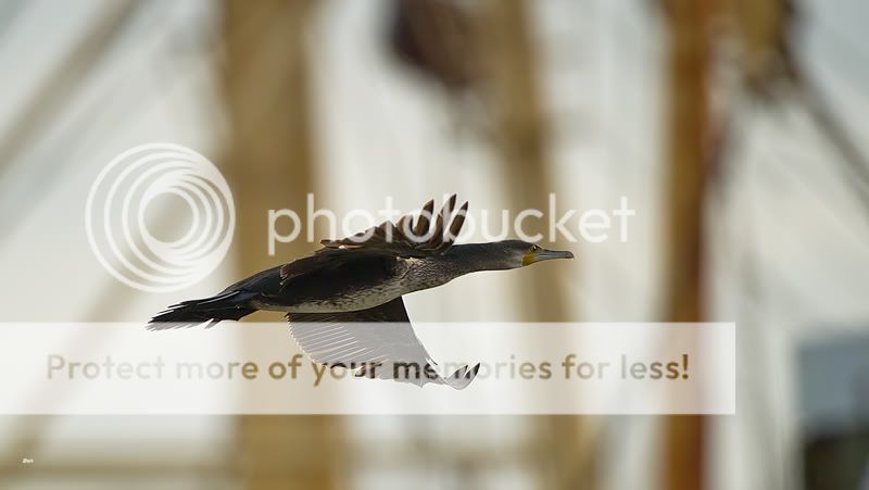 Fotografie