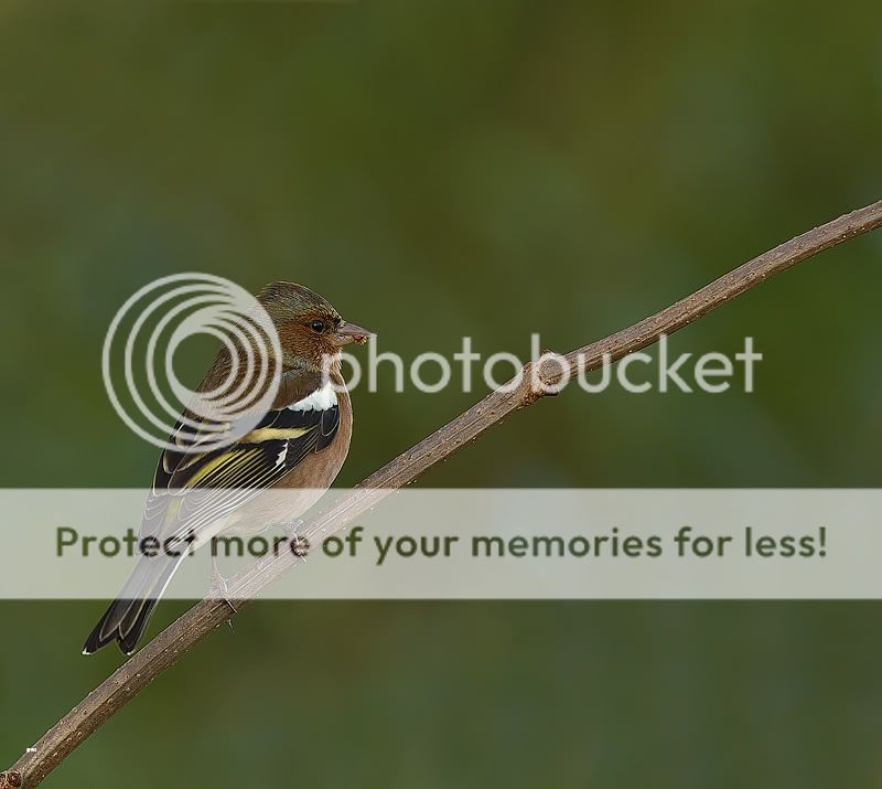 Fotografie