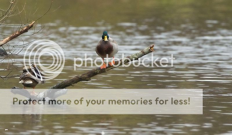 Fotografie