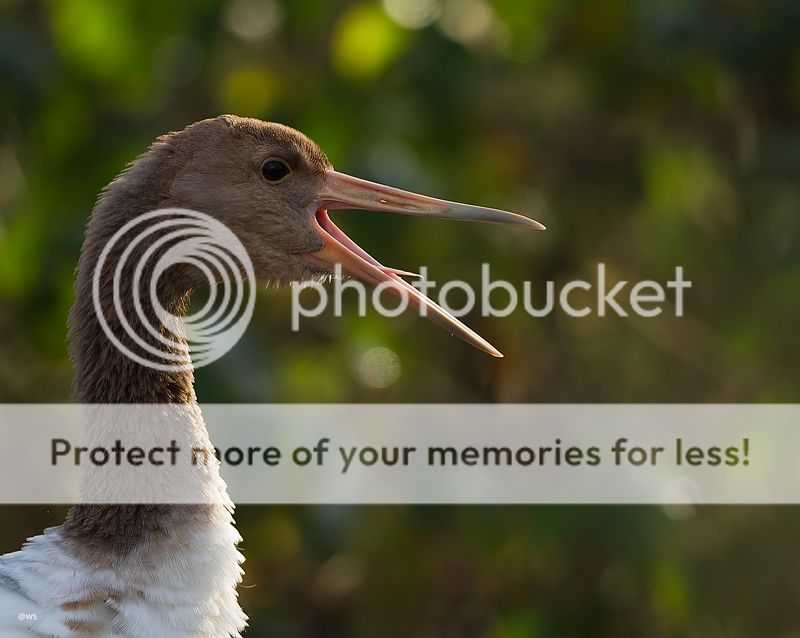 Fotografie