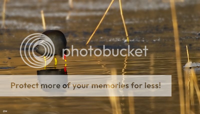 Fotografie