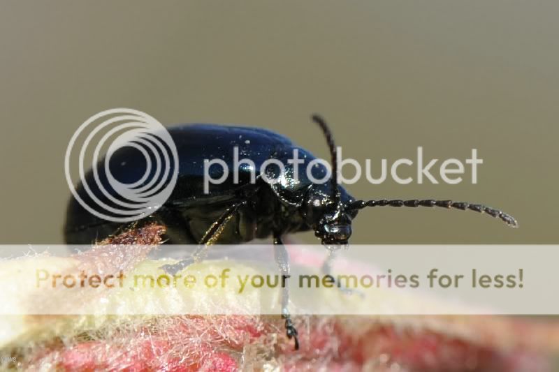 Fotografie