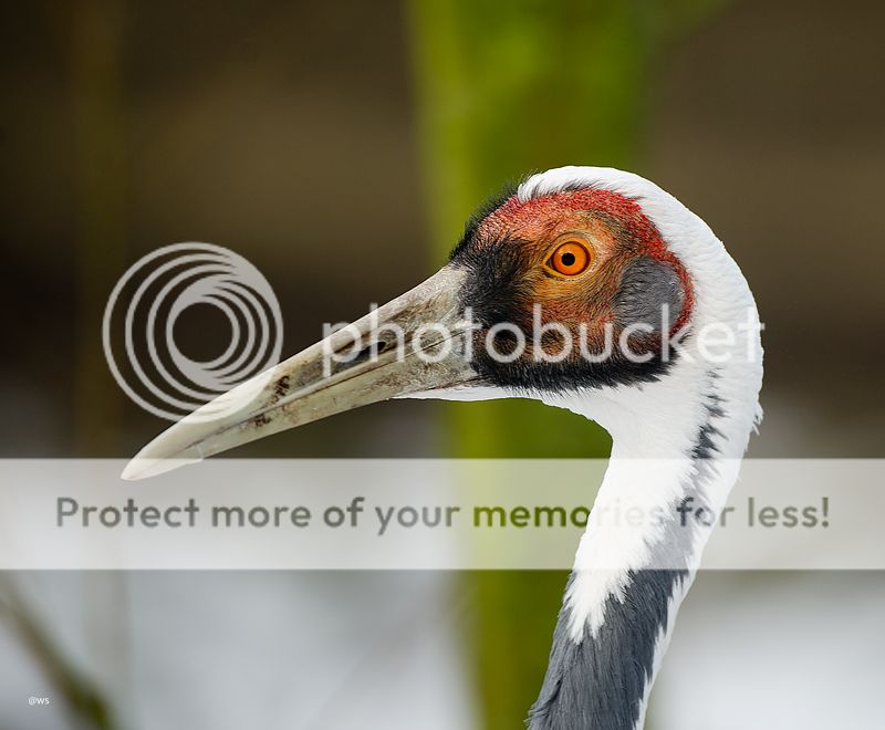 Fotografie