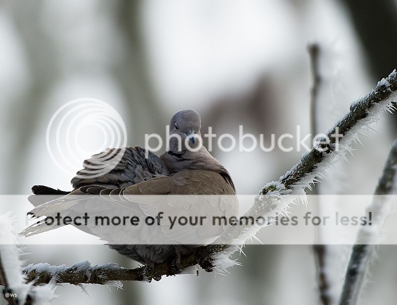 Fotografie