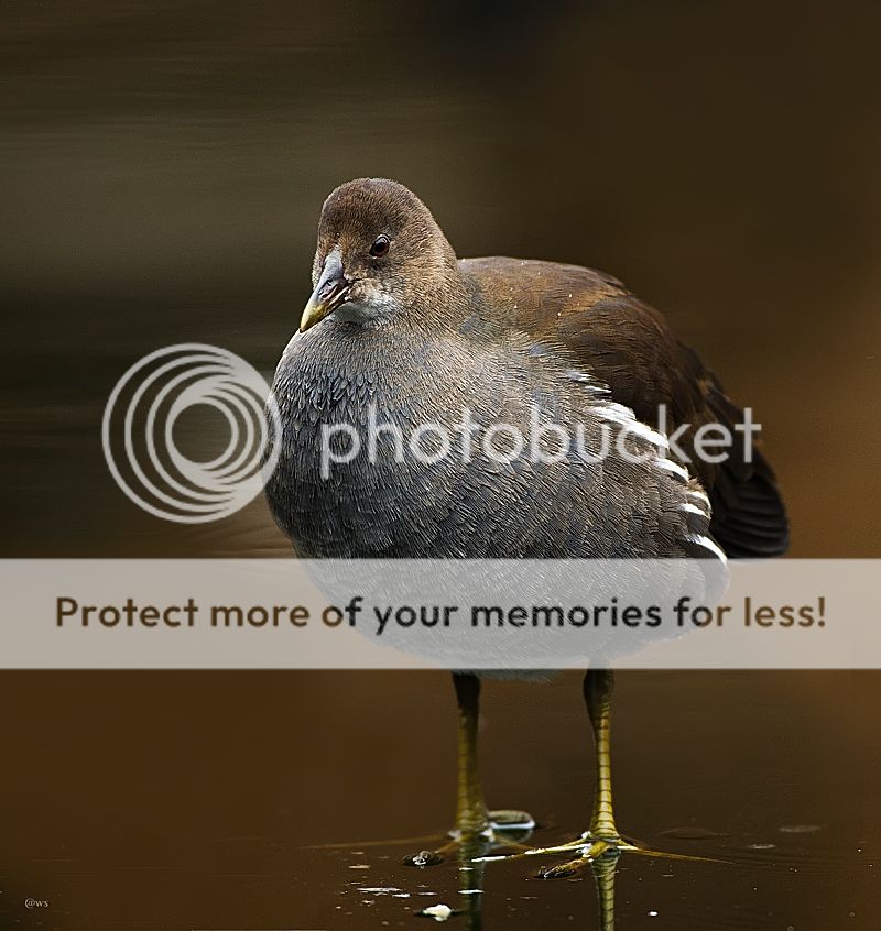 Fotografie