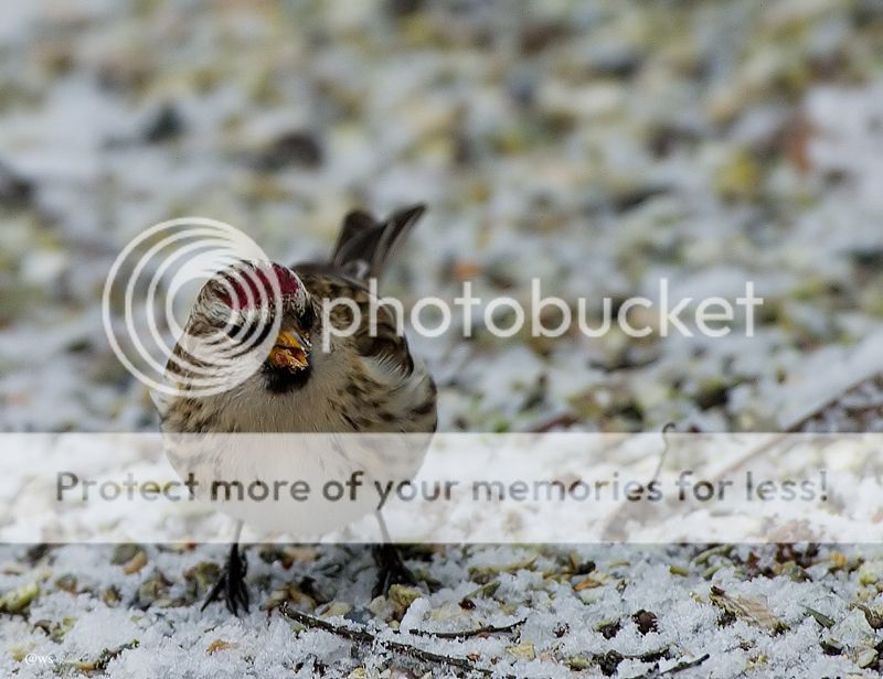 Fotografie