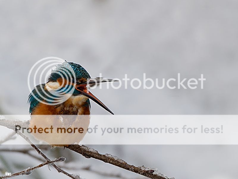 Fotografie