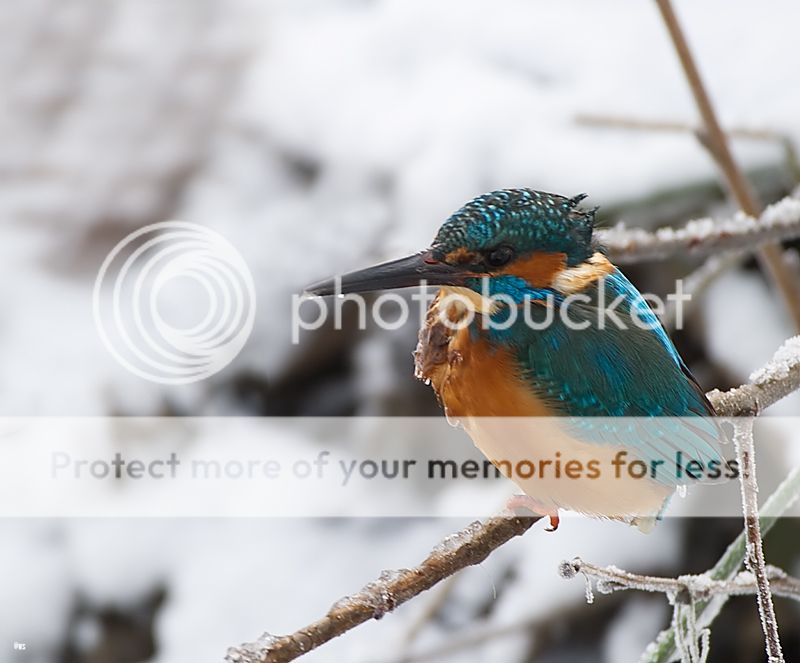 Fotografie