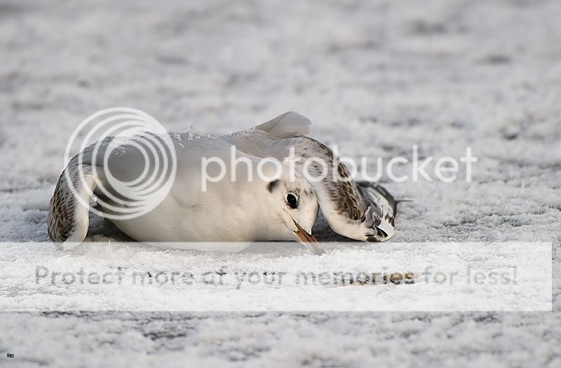 Fotografie