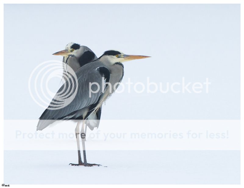 Fotografie