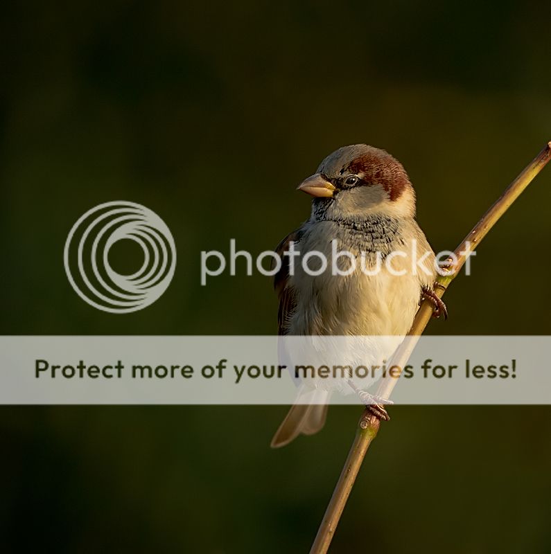Fotografie