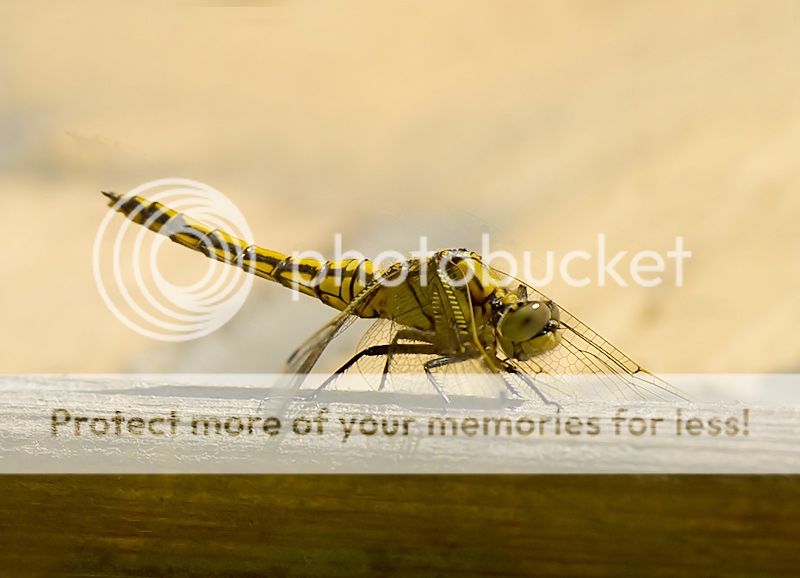 Fotografie