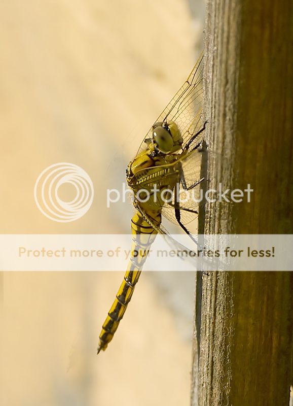 Fotografie