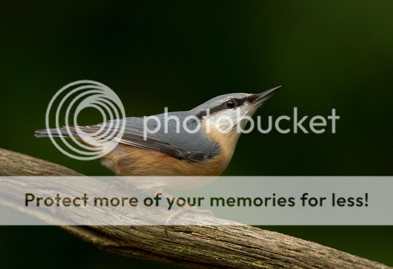 Fotografie