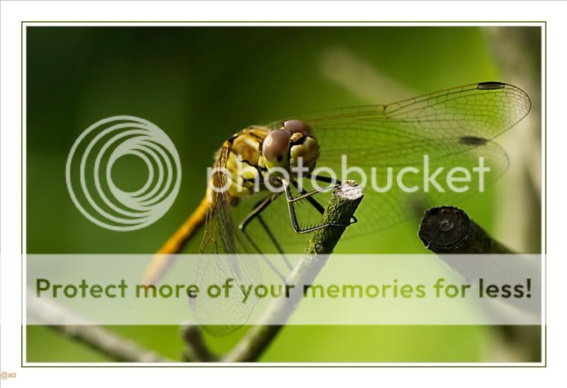 Fotografie