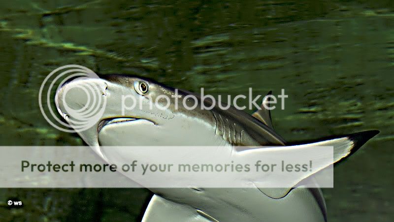 Fotografie