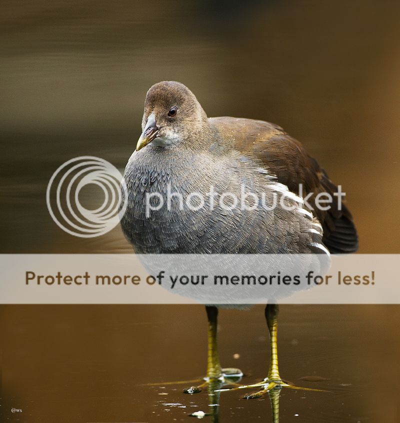 Fotografie