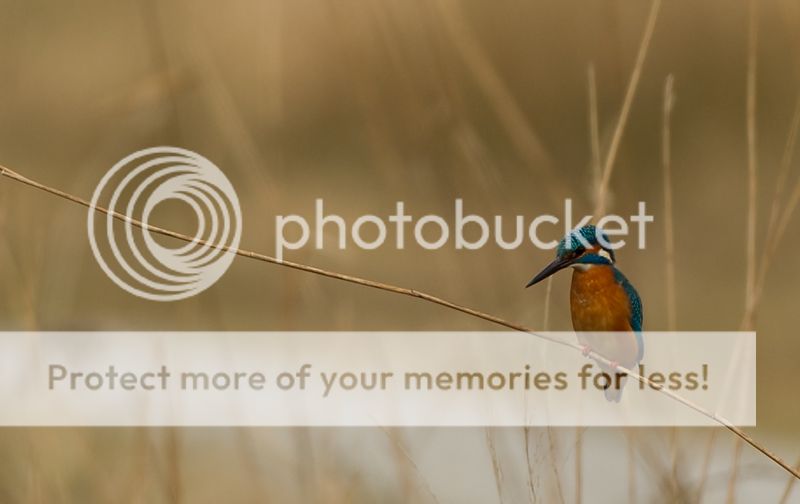Fotografie