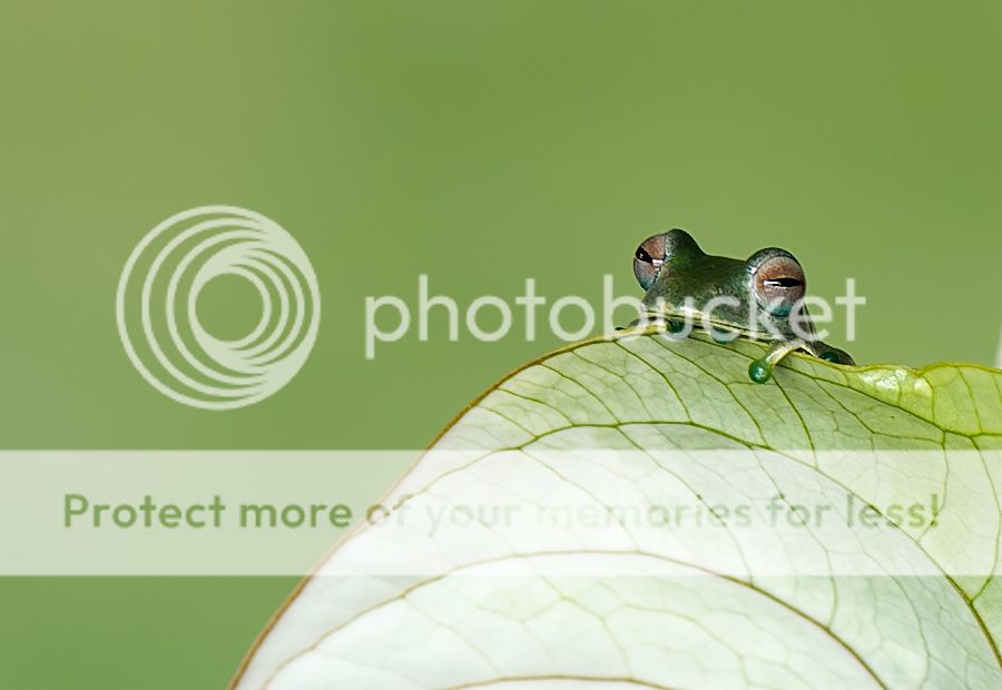 Fotografie
