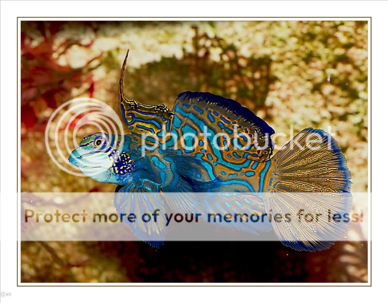 Fotografie