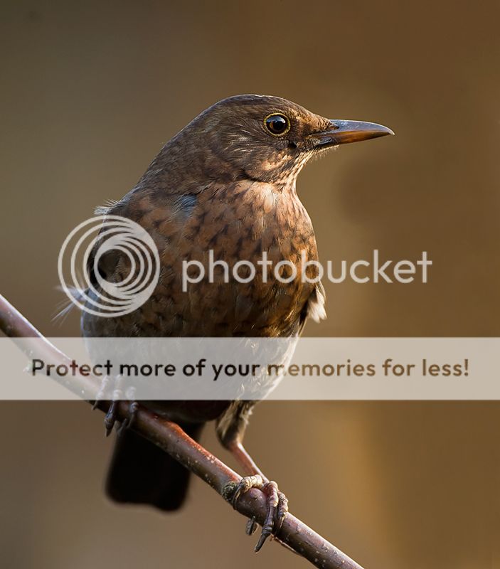 Fotografie