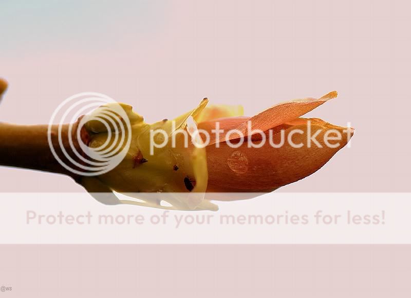 Fotografie