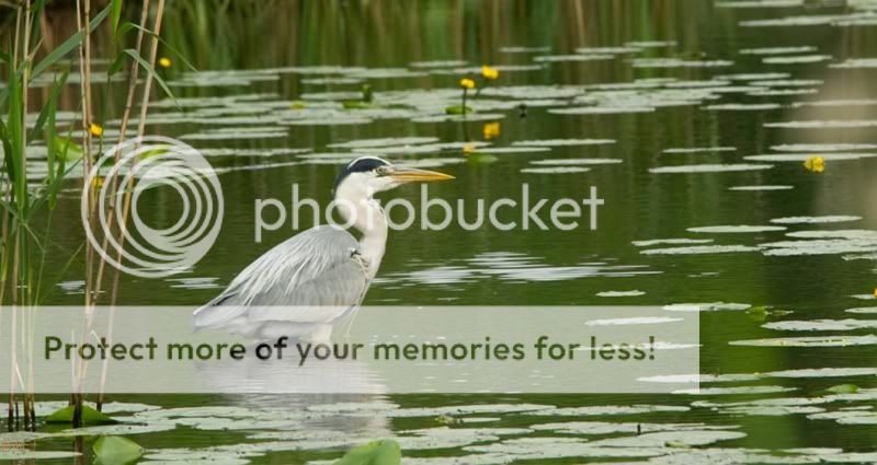 Fotografie