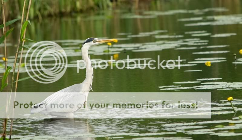 Fotografie