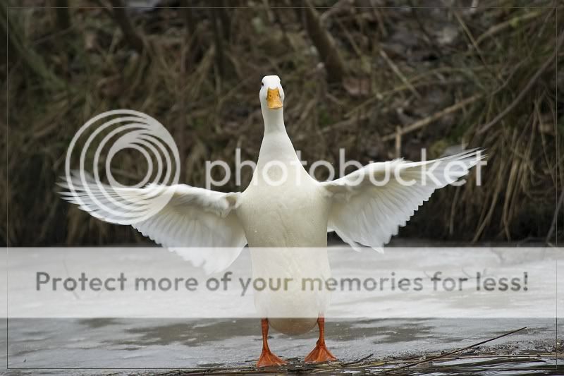 Fotografie