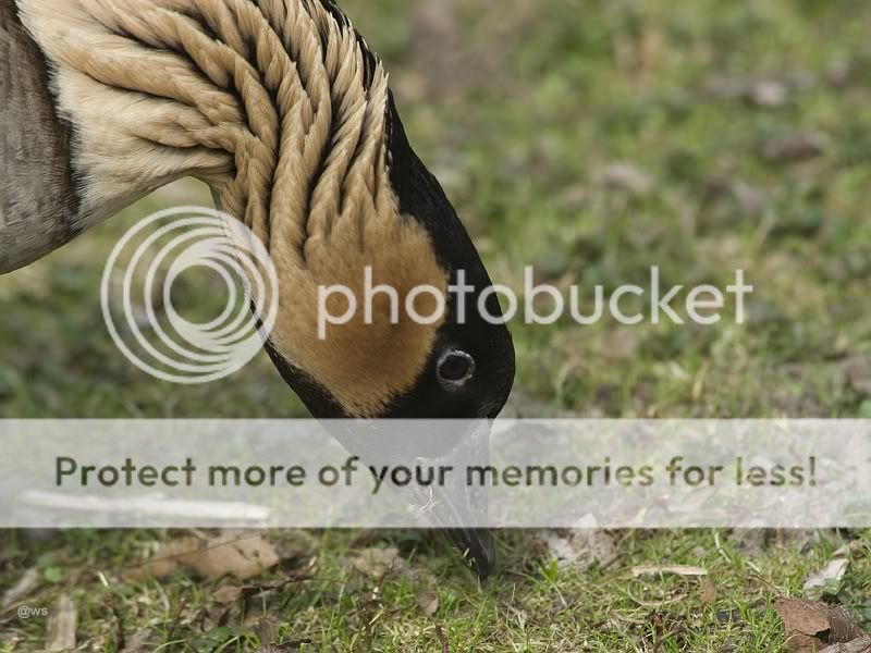 Fotografie