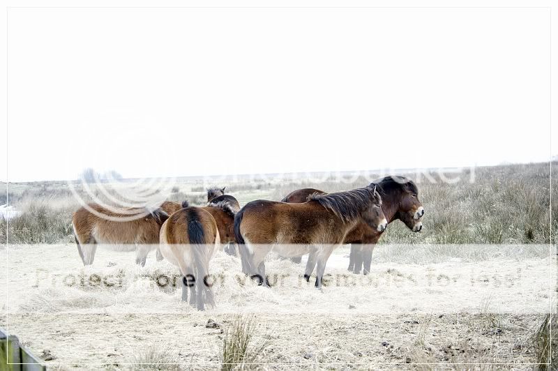 Fotografie