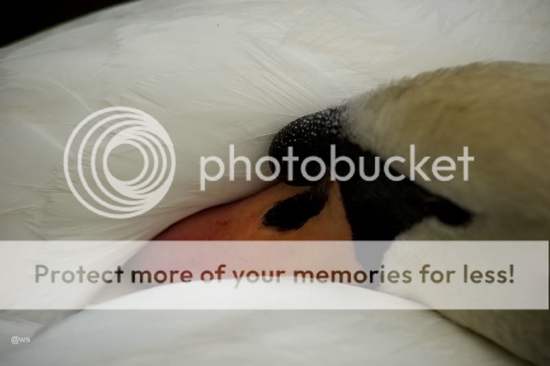 Fotografie