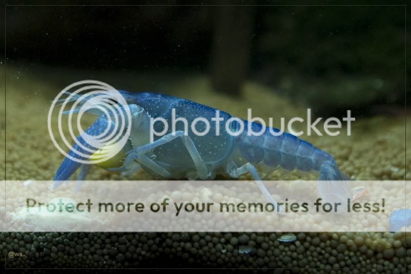 Fotografie