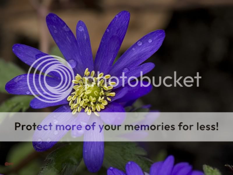 Fotografie