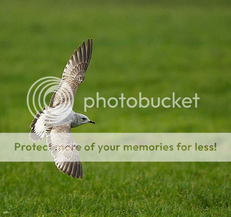 Fotografie
