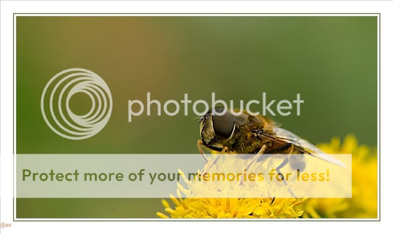 Fotografie