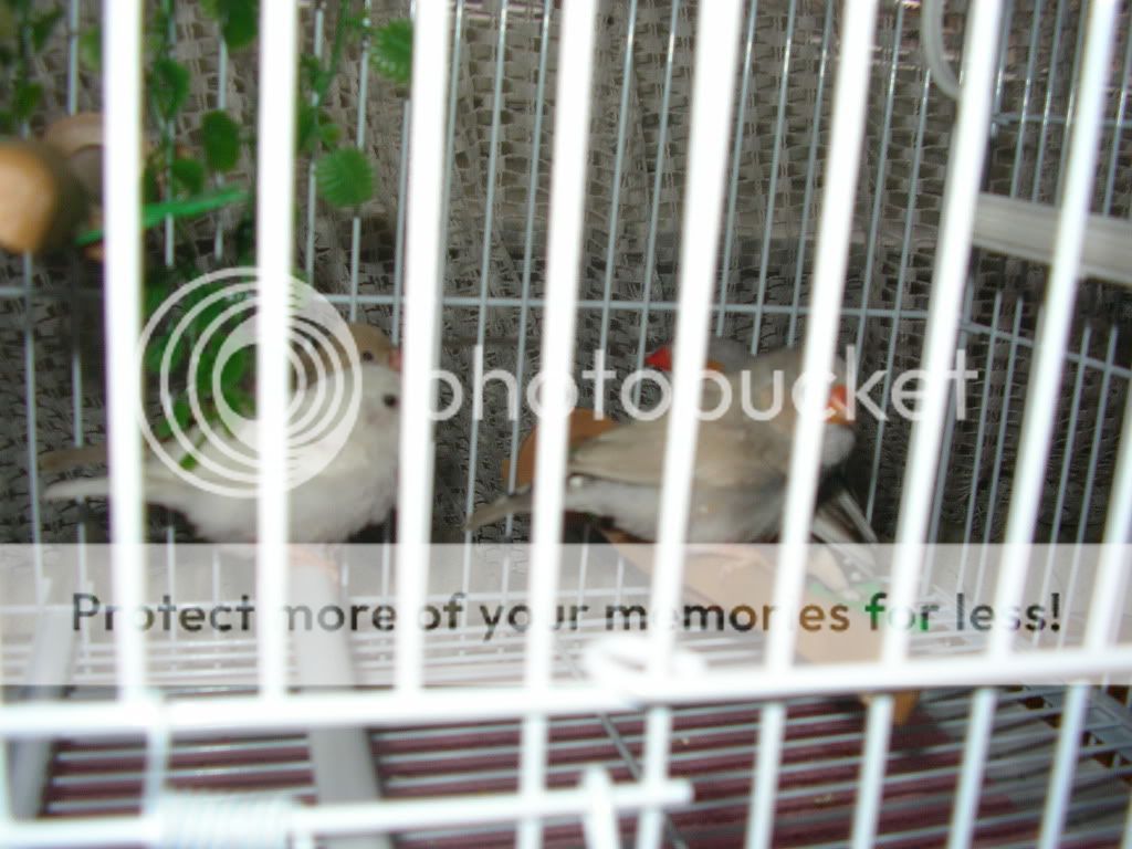 http://i1002.photobucket.com/albums/af150/Rares93/Picture002.jpg